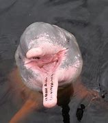 Image result for Torfaen Dolphins