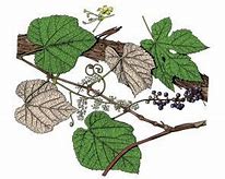 Image result for Grape Species Identification