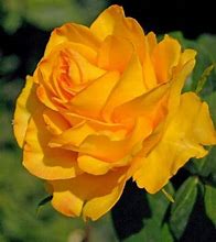 Image result for Midas Touch Rose