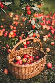 Image result for Photo Ideas for Apple Picking