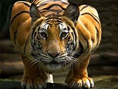 Image result for Biggest Cat in the World Lion or Tiger