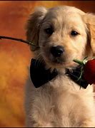 Image result for Cute Dog Wallpaper Portrait