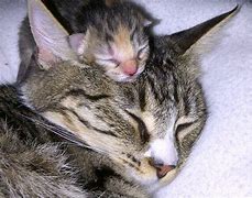 Image result for Mother Cat and Kitten Sleeping