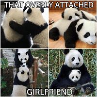 Image result for Panda Week Meme