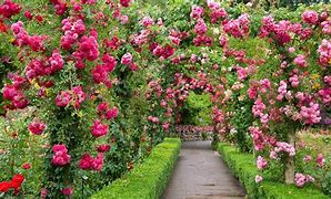 Image result for Golden Rose Garden