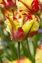 Image result for Tulipa Flaming Parrot