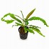 Image result for cryptocoryne