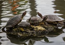 Image result for Trachemys decorata