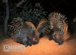 Image result for African Crested Porcupine