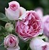 Image result for Rosa Mini Eden Rose (r)