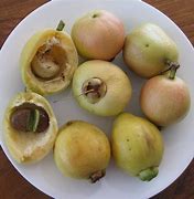 Image result for Lucates Fruits