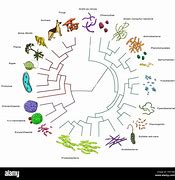 Image result for Evolution of Organisms