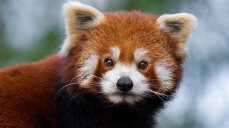 Image result for Cutest Red Panda