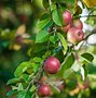 Image result for How to Plant a Fruit Tree in the Ground