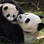 Image result for Baby Panda Bear Desktop Wallpaper
