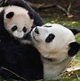 Image result for Newborn Panda Bears