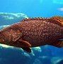 Image result for Sea Animals Fish