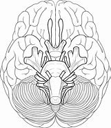 Image result for Brain Ascension
