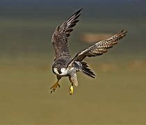 Image result for Falcon In-Flight
