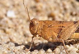 Image result for Funny Cricket Bug Meme