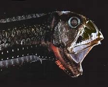 Image result for Scary Fish with Teeth