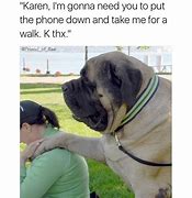 Image result for Funny Looking Small Dog Meme