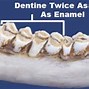 Image result for White-Tailed Deer Jawbone