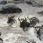 Image result for Lion Masai Mara Kenya