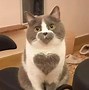 Image result for Cat Meme Heart Smiling