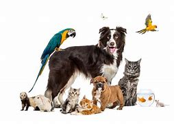 Image result for photos of pets