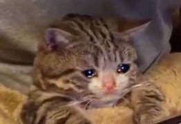 Image result for Dog Being Held Cat Crying Meme