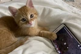 Image result for Cat Using Cell Phone