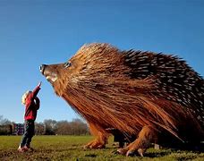 Image result for Biggest Hedgehog in the World