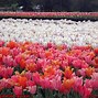 Image result for Tulip Field in Woodburn