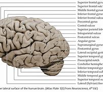 Image result for Brain Surface Anatomy