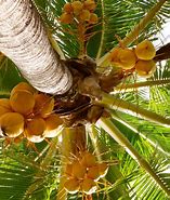 Image result for Different Coconuts