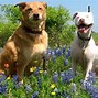 Image result for Types of Wildflowers Texas