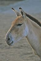Image result for equus_hemionus
