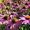 Image result for Echinacea purpurea Fatal Attraction ®