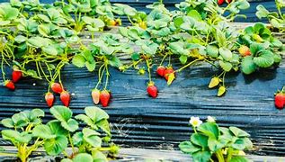 Image result for Strawberries Picking in Yantai