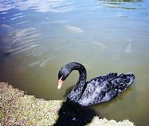 Image result for Cisne Negro