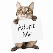 Image result for adoptaco�n