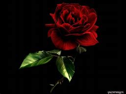 Image result for Red Roses with Black and Golden