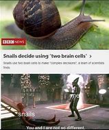 Image result for Snail Parkour Meme