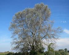 Image result for Arbol De Alamo