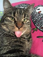 Image result for Cat Tongue Meme