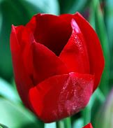 Image result for Tulipa Kingsblood