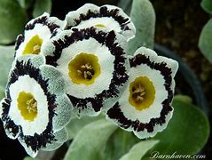 Image result for Primula auricula Beechen green