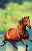 Image result for Wild Horses in Water