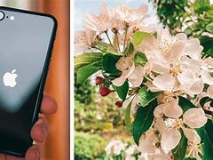 Image result for iphone 7 se cameras quality